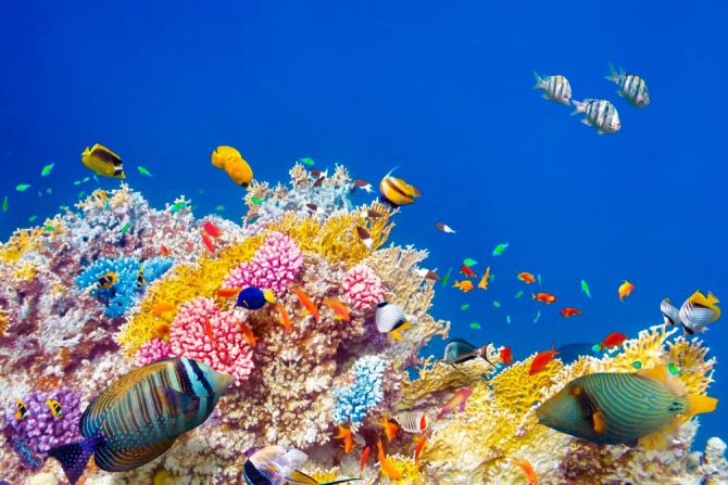 Фотошпалери Корали і риби