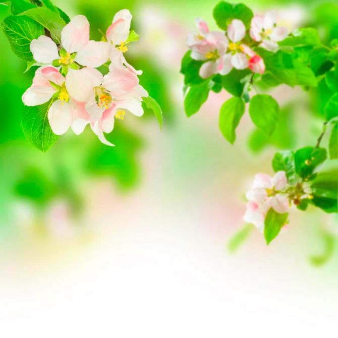 Фотообои Абрикосовые цветы