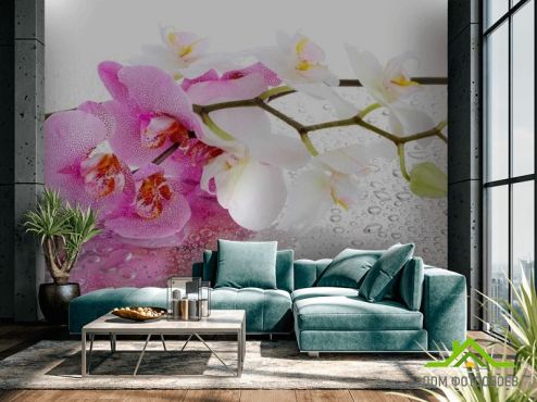 выбрать Фотошпалери Орхідеї рожеві і білі Фотошпалери Квіти на стіну