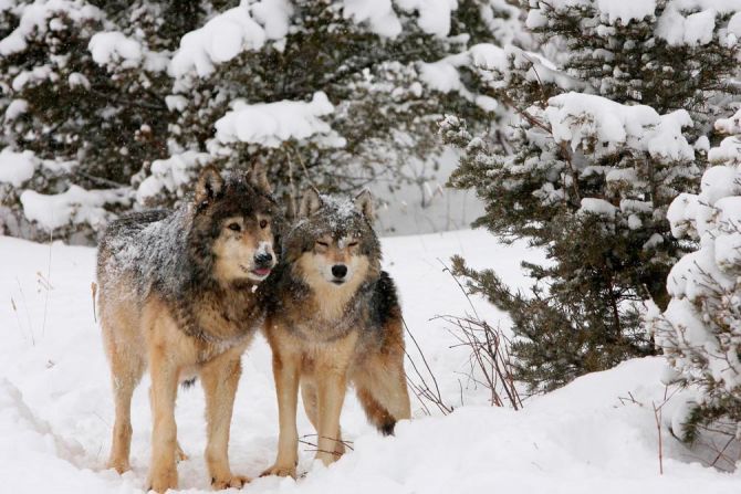 Фотообои Волки в снегу