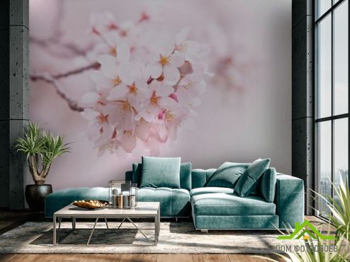 выбрать Фотообои Цветущий весной абрикос  на стену