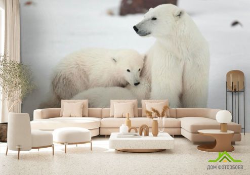 выбрать Фотообои Семья белых медведей Фотообои Медведи на стену