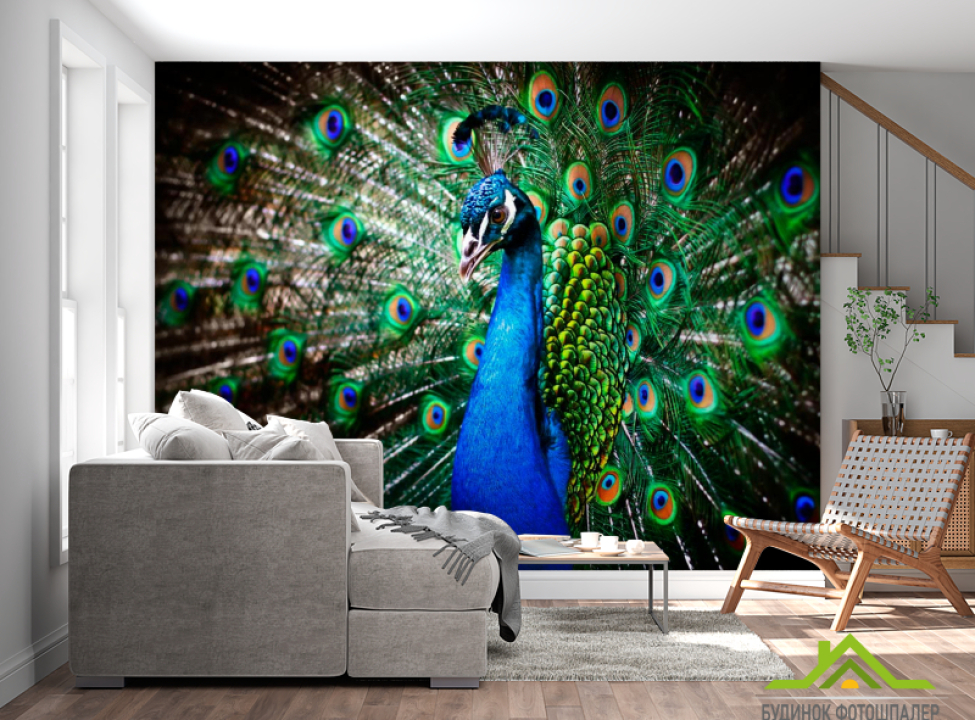 выбрать Фотообои Красавец павлин Каталог фотообоев на стену