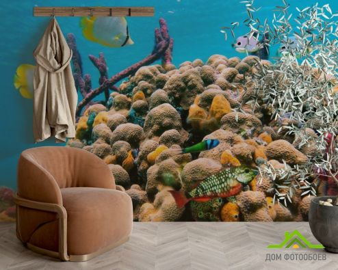 выбрать Фотообои Коралловый риф Фотообои Рыбы и море на стену