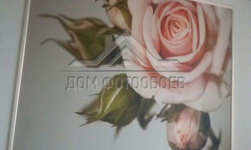 Фотообої в інтер'єрі - Фотошпалери Кремові троянди і бутони