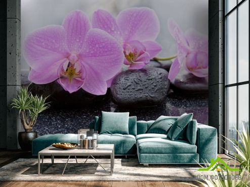 выбрать Фотообои орхидея на камне  на стену