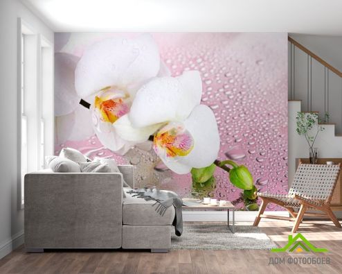 выбрать Фотошпалери Дві білі орхідеї Фотошпалери Орхідеї на стіну