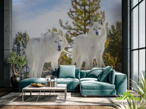 выбрать Фотообои два белых волка на снегу Фотообои Фотообои Животные: горизонталная, горизонтальная ориентация на стену