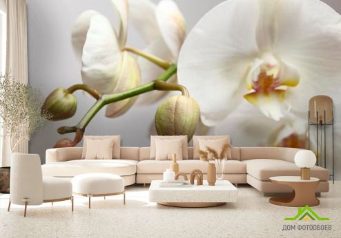 выбрать Фотообои Орхидея белоснежная Фотообои Орхидеи на стену