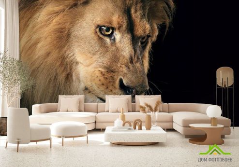 выбрать Фотообои морда льва Фотообои Животные на стену