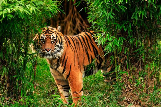 Фотообои Тигр в зарослях
