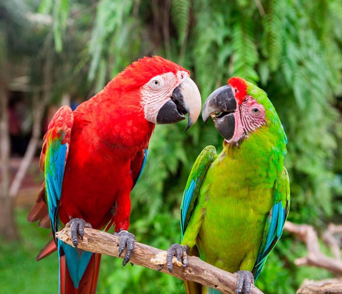 Фотообои Общение попугаев