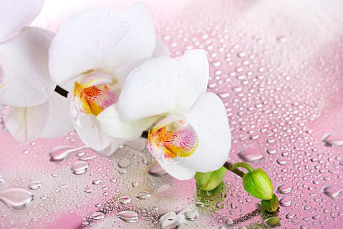 Фотообои Две белых орхидеи