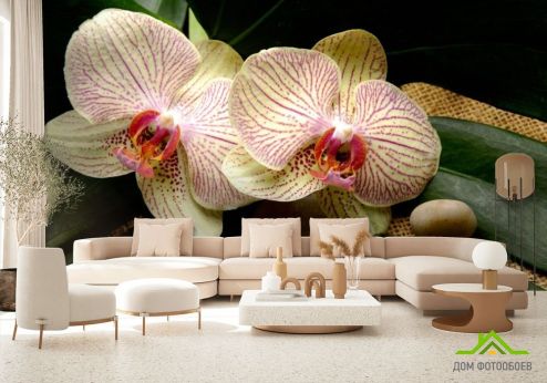 выбрать Фотошпалери Смугасті орхідеї Фотошпалери Фотошпалери Орхідеї: фото, зелений, зелений  на стіну