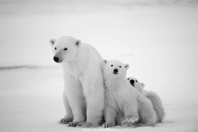 Фотообои Медведи полярные