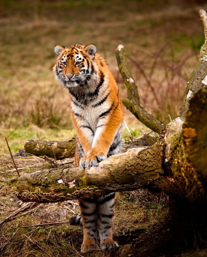 Фотообои Удивленный тигр