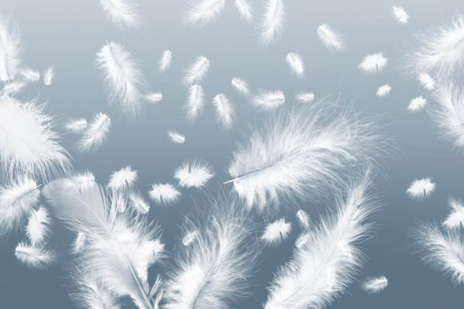 Фотообои Белые перья на голубом фоне