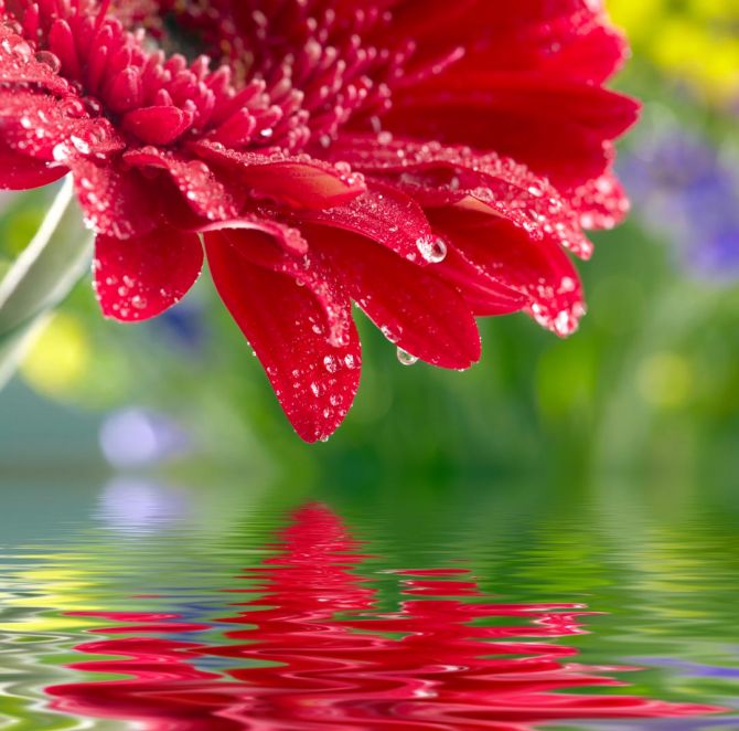 Фотошпалери червоний квітка над водою