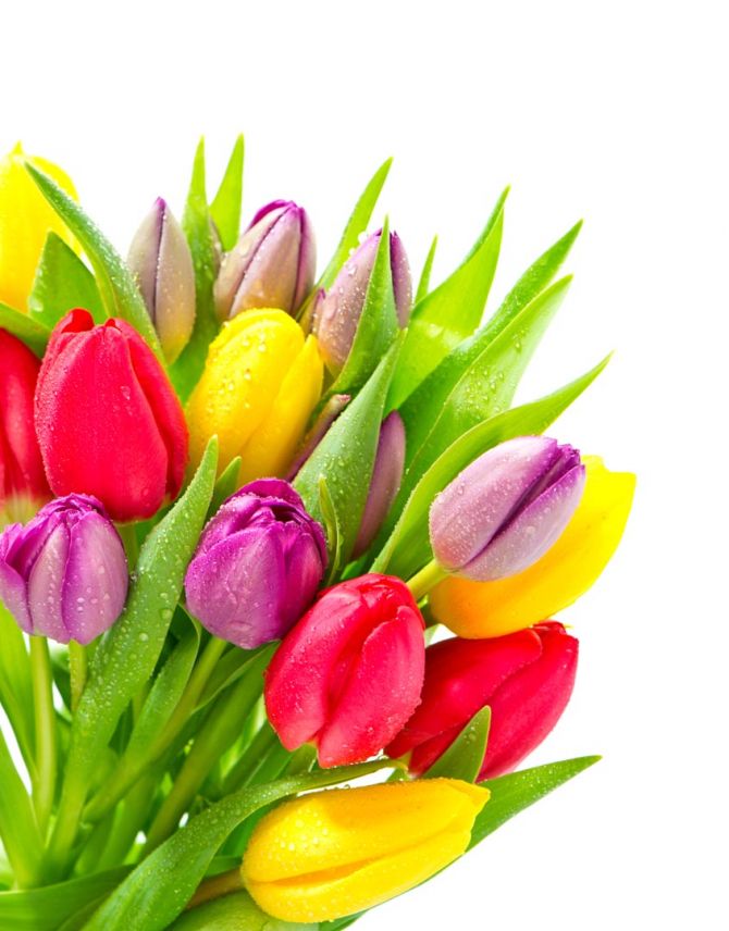 Фотообои разноцветные тюльпаны с каплями
