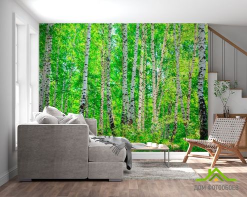 выбрать Фотообои Тень, березы Фотообои Фотообои лес: горизонталная, горизонтальная ориентация на стену