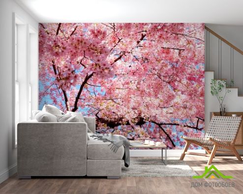 выбрать Фотообои Сакура расцвела Фотообои Фотообои Цветы: фото, розовый  на стену