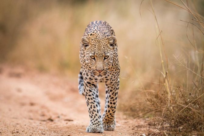 Фотошпалери гепард