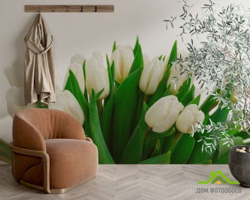выбрать Фотообои Белые тюльпаны Фотообои, цвет: «фото» на стену