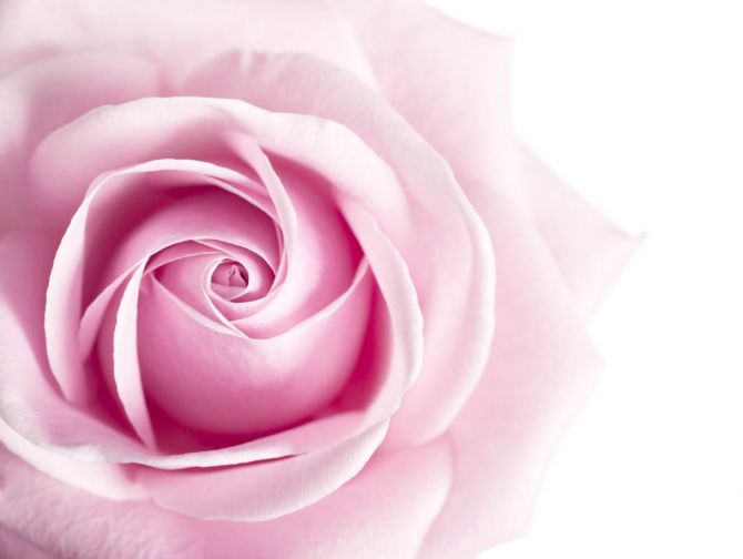 Фотошпалери Рожевий бутон троянди