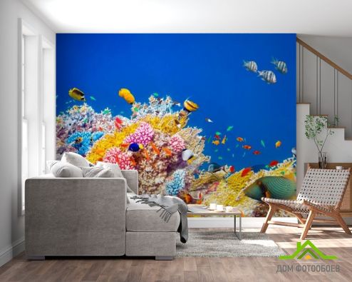 выбрать Фотообои Кораллы и рыбы Фотообои Рыбы и море на стену