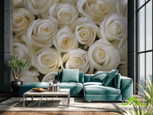 выбрать Фотообои Розы белоснежные Фотообои Фотообои Цветы: фото, горизонталная, горизонтальная  на стену