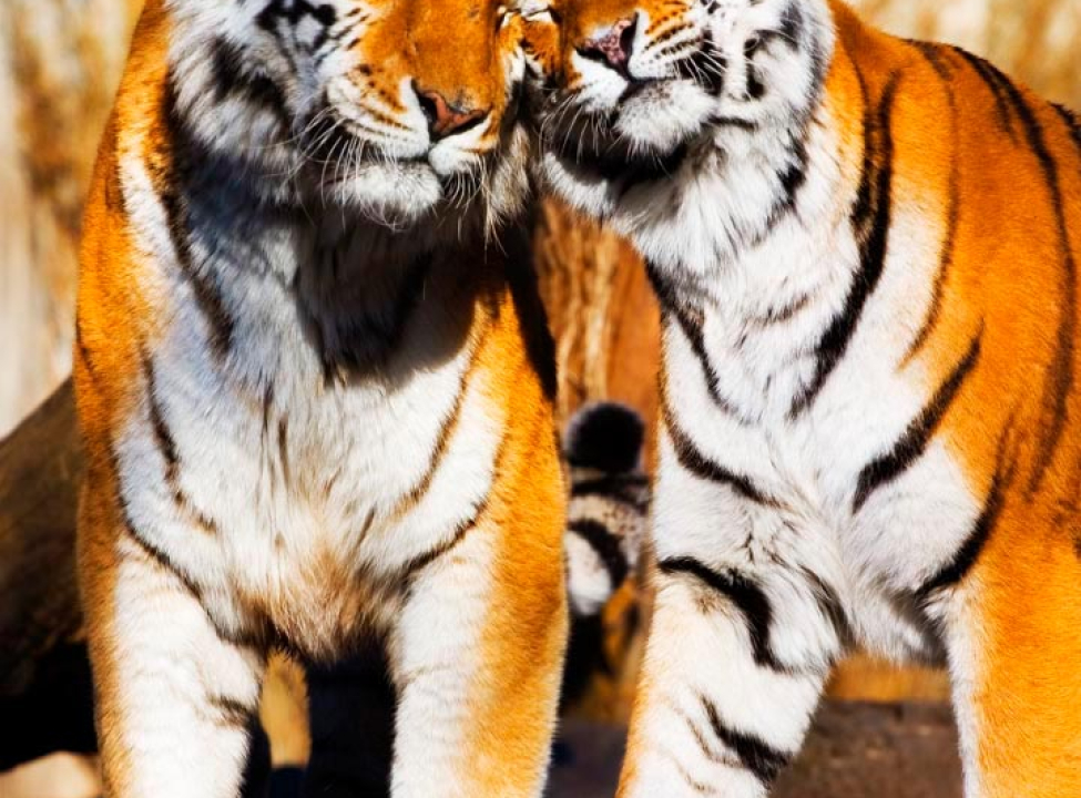 выбрать Фотошпалери Любов тигрів Каталог фотошпалер на стіну