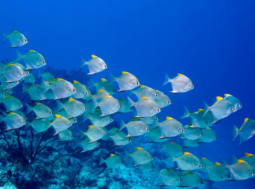 выбрать Фотообои Стая рыб Каталог фотообоев на стену