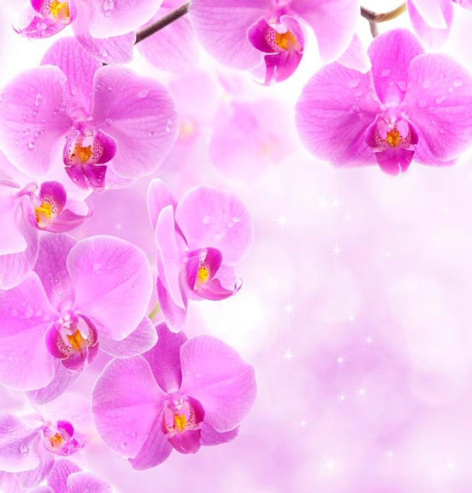 Фотошпалери Лілова орхідея