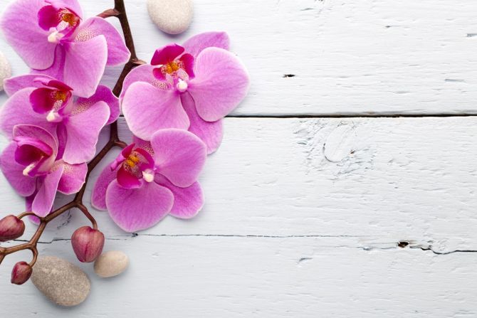 Фотошпалери бузкова орхідея на білому дерев'яному тлі