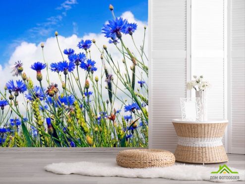 выбрать Фотообои Поле васильков Фотообои Фотообои Цветы: синий на стену
