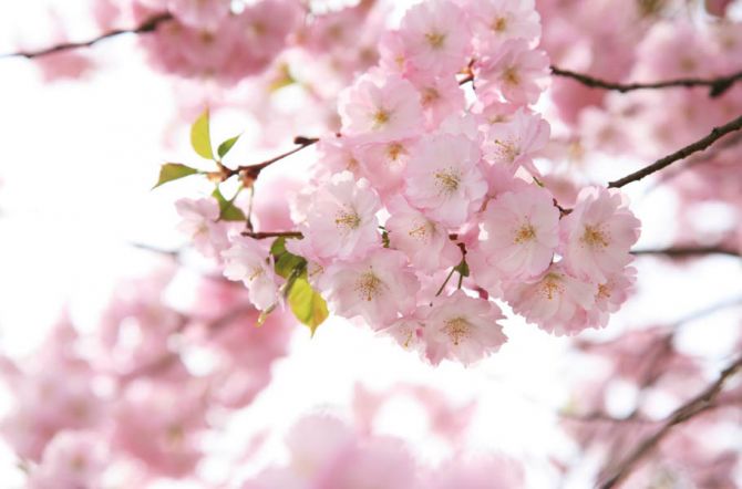 Фотошпалери квіти рожевої сакури