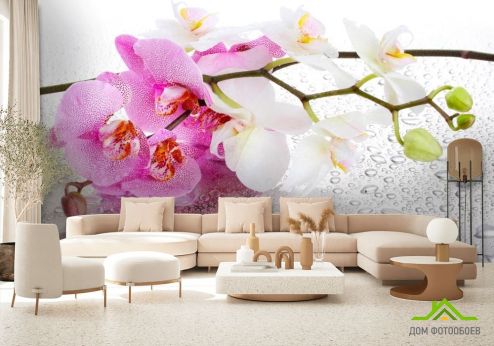 выбрать Фотошпалери Орхідеї рожеві і білі Фотошпалери, колір: «» на стіну