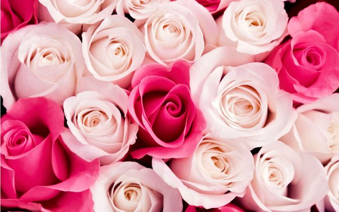Фотошпалери Рожеві бутони троянд