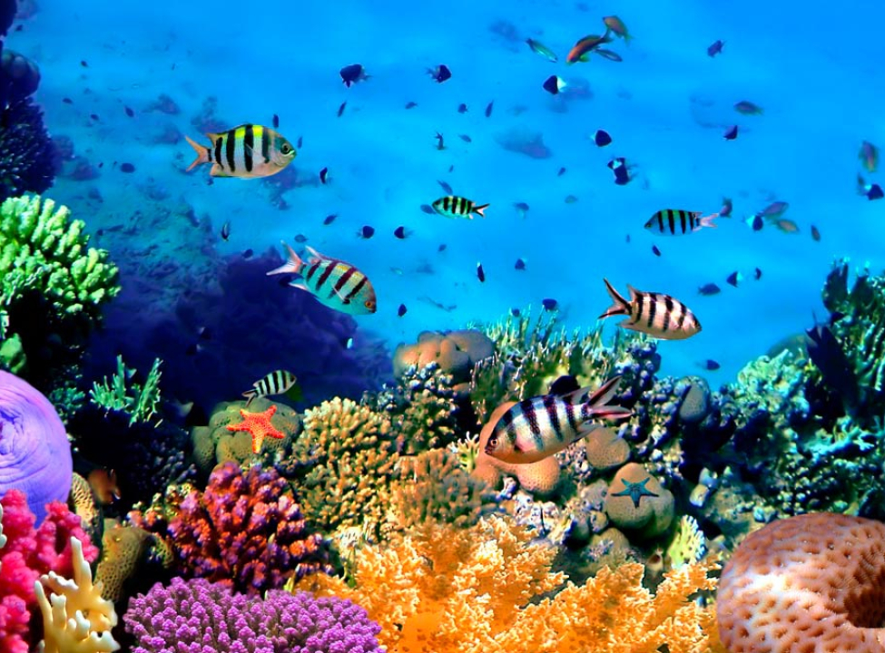 выбрать Фотообои Подводный мир. Красоты. Фотообои Море на стену