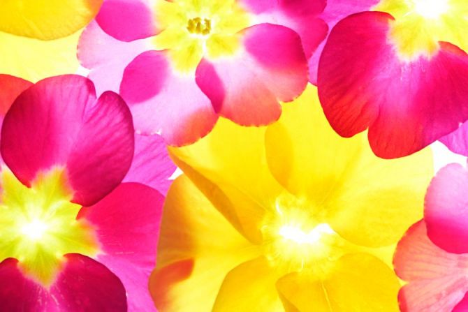Фотошпалери Рожево-жовті квіти