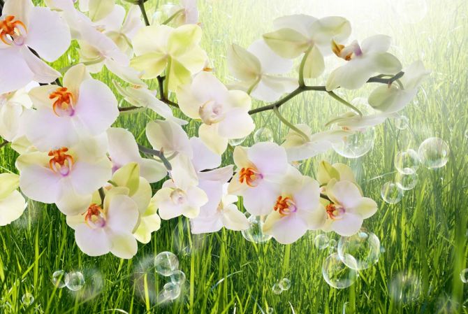 Фотошпалери біла орхідея на тлі трави