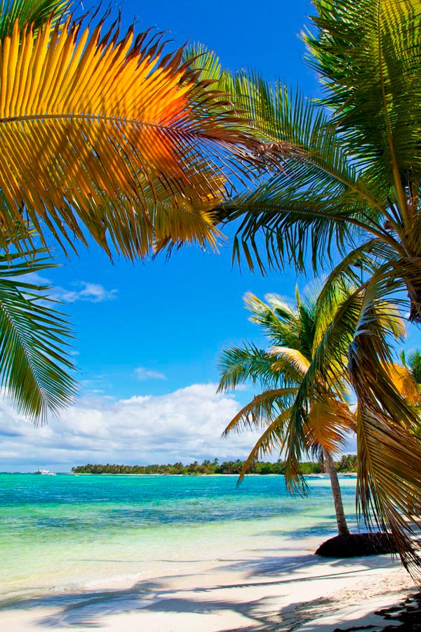 Фотошпалери Солнечнные пальми