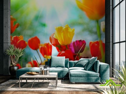 выбрать Фотообои Тюльпаны разноцветные Фотообои Фотообои Цветы:  на стену