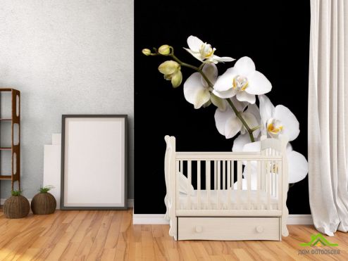 выбрать Фотошпалери гілочка білої орхідеї на чорному тлі Фотошпалери Орхідеї на стіну