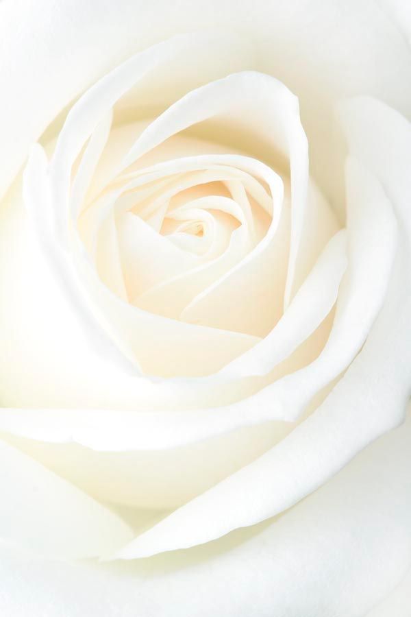 Фотообои Белая распустившаяся роза