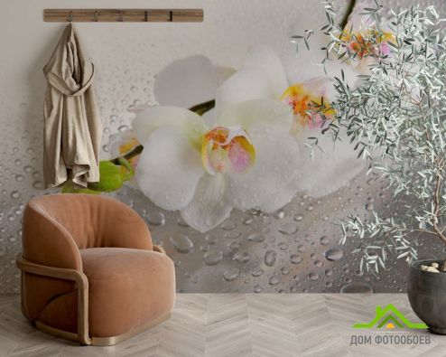 выбрать Фотообои Три белые орхидеи Фотообои, цвет: «горизонталная, горизонтальная» на стену