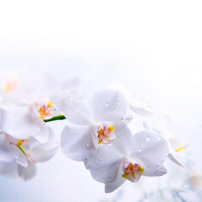 Фотообои Цветки белоснежные
