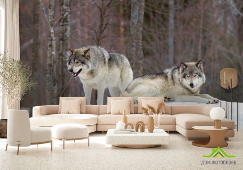 выбрать Фотошпалери два вовка на снігу Фотошпалери Тварини на стіну