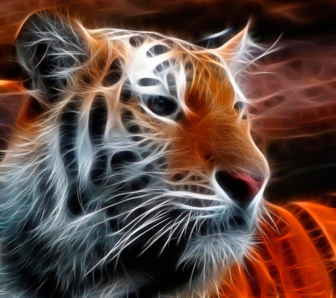 Фотошпалери Вогняний тигр