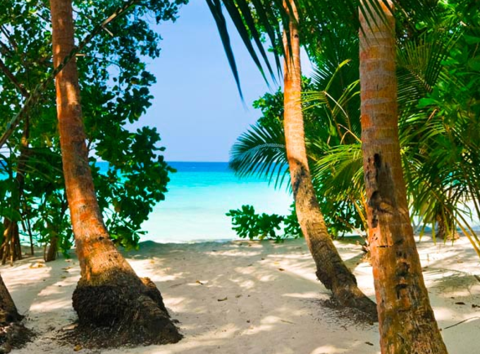 выбрать Фотошпалери Гай пальм на пляжі Фотошпалери Море на стіну